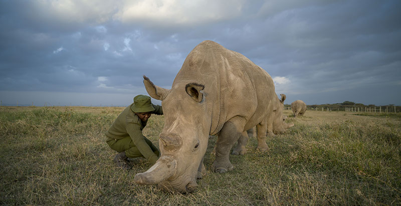 The Last Northern White Rhinos in Ol Pejeta Conservancy Kenya