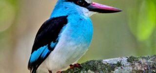 Bird Checklist for Murchison Falls National Park