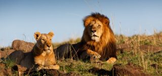 4 Days Masai Mara Luxury Safari