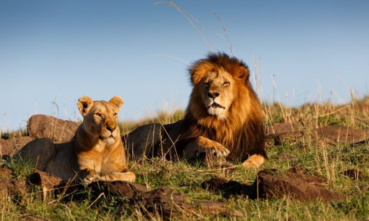 4 Days Masai Mara Luxury Safari