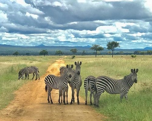 Mikumi National Park