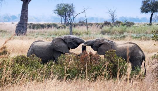 Mikumi National Park