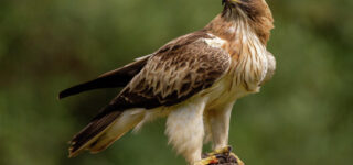 Arusha National Park Bird Checklist