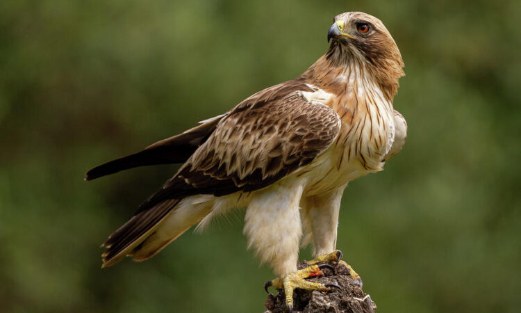 Arusha National Park Bird Checklist