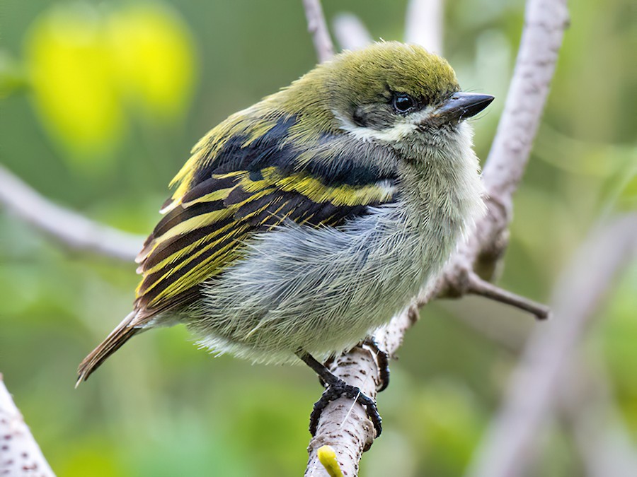 Mount Elgon National Park