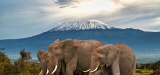 3 Days Amboseli Wildlife Safari