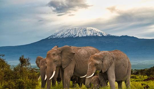 3 Days Amboseli Wildlife Safari