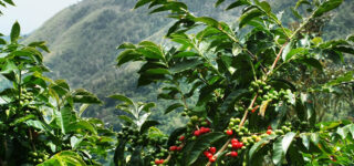 What are the best coffee tours in Rwanda?