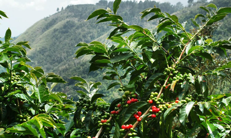 What are the best coffee tours in Rwanda?