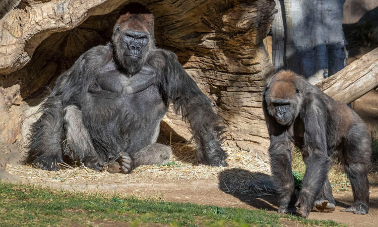 How many gorilla families are in Kahuzi Biega National Park